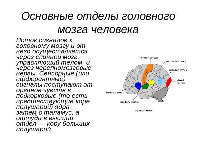 Основные отделы головного мозга человека Поток сигналов к головному мозгу и от него осуществляется через спинной мозг, управляющий телом, и через черепномозговые нервы. Сенсорные (или афферентные) сигналы поступают от органов чувств в подкорковые (т…