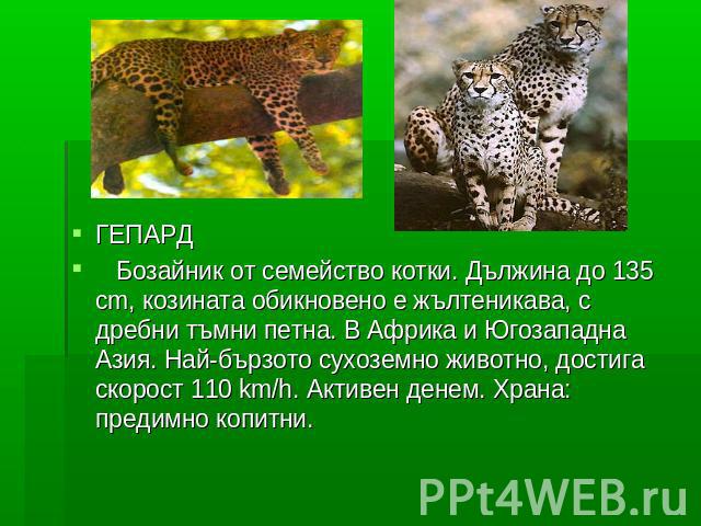ГЕПАРД Бозайник от семейство котки. Дължина до 135 cm, козината обикновено е жълтеникава, с дребни тъмни петна. В Африка и Югозападна Азия. Най-бързото сухоземно животно, достига скорост 110 km/h. Активен денем. Храна: предимно копитни.