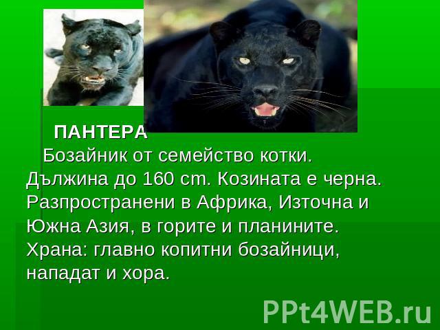 ПАНТЕРА    Бозайник от семейство котки. Дължина до 160 cm. Козината е черна. Разпространени в Африка, Източна и Южна Азия, в горите и планините. Храна: главно копитни бозайници, нападат и хора.   ПАНТЕРА    Бозайни…