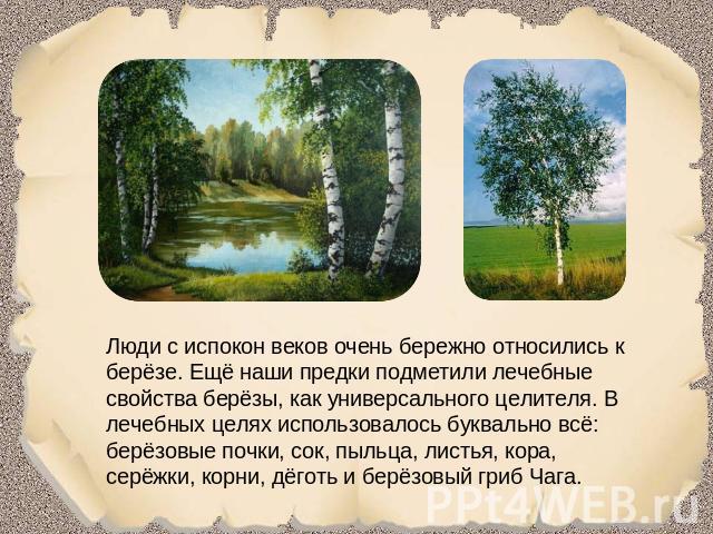 Люди с испокон веков очень бережно относились к берёзе. Ещё наши предки подметили лечебные свойства берёзы, как универсального целителя. В лечебных целях использовалось буквально всё: берёзовые почки, сок, пыльца, листья, кора, серёжки, корни, дёгот…