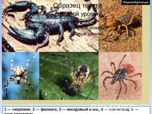 1 — скорпион; 2 — фаланга; 3 — иксодовый клещ; 4 — сенокосец; 5 — паук-крестовик