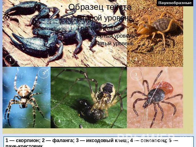1 — скорпион; 2 — фаланга; 3 — иксодовый клещ; 4 — сенокосец; 5 — паук-крестовик.