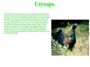 Глухарь ГЛУХАРЬ (Tetrao urogallus) один из самых крупных представителей куриных,