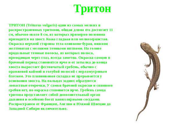 Тритон ТРИТОН (Triturus vulgaris) один из самых мелких и распространенных тритонов, общая длина его достигает 11 см, обычно около 8 см, из которых примерно половина приходится на хвост. Кожа гладкая или мелкозернистая. Окраска верхней стороны тела о…