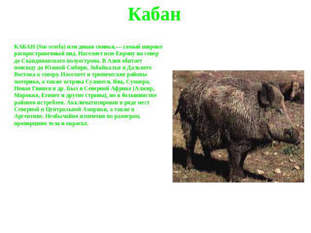 Кабан КАБАН (Sus scorfa) или дикая свинья,— самый широко распространенный вид. Населяет всю Европу на север до Скандинавского полуострова. В Азии обитает повсюду до Южной Сибири, Забайкалья и Дальнего Востока к северу. Населяет и тропические районы …