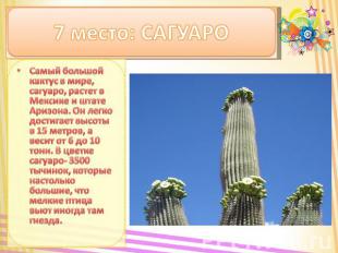 7 место: САГУАРО Самый большой кактус в мире, сагуаро, растет в Мексике и штате