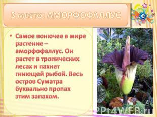 3 место: АМОРФОФАЛЛУС Самое вонючее в мире растение – аморфофаллус. Он растет в