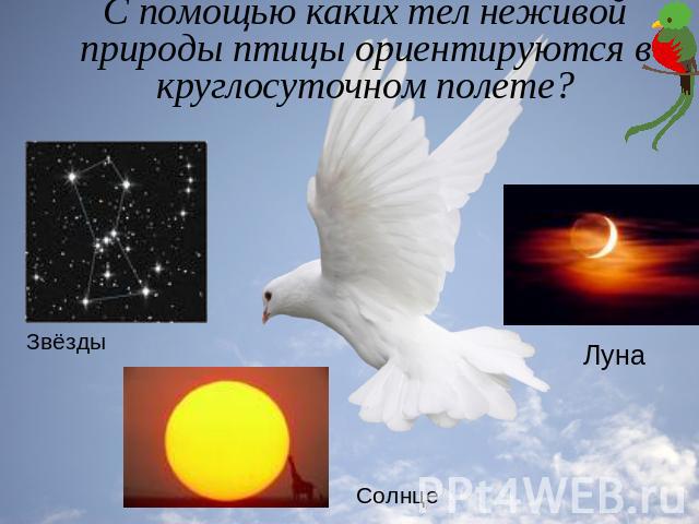 С помощью каких тел неживой природы птицы ориентируются в круглосуточном полете? Звёзды Солнце Луна