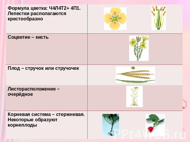 Формула цветка: Ч4Л4Т2+ 4П1. Лепестки располагаются крестообразно Соцветие – кисть Плод – стручок или стручочек Листорасположение – очерёдное Корневая система – стержневая. Некоторые образуют корнеплоды