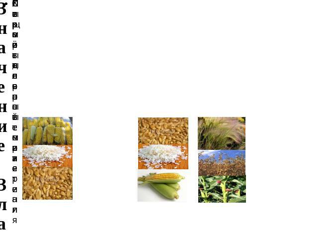 Значение Злаков Сырьё для промышлен-ности Кормовые растения Пищевые растения Лекарственные растения Строительный материал