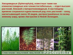 Хвощевидные (Sphenophyta), известные также как клинолистовидные или членистостеб