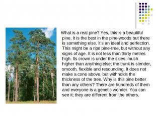 What is a real pine? Yes, this is a beautiful pine. It is the best in the pine-w