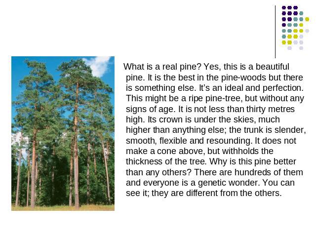 What is a real pine? Yes, this is a beautiful pine. It is the best in the pine-woods but there is something else. It’s an ideal and perfection. This might be a ripe pine-tree, but without any signs of age. It is not less than thirty metres high. Its…