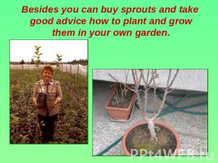 Besides you can buy sprouts and take good advice how to plant and grow them in y