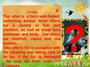 OTTER The otter is a furry web-footed swimming animal. River otters eat a variet