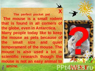 The perfect pocket pet The mouse is a small rodent that is found in all corners