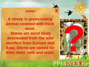 SHEEP A sheep is grass-eating animal covered with thick wool. Sheep are most lik