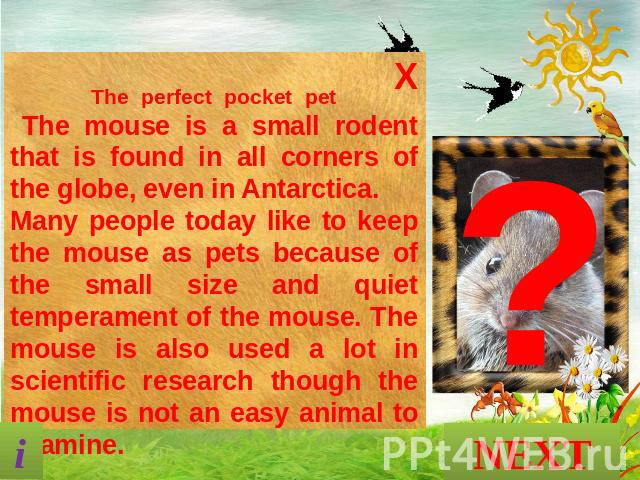 The perfect pocket pet The mouse is a small rodent that is found in all corners of the globe, even in Antarctica. Many people today like to keep the mouse as pets because of the small size and quiet temperament of the mouse. The mouse is also used a…