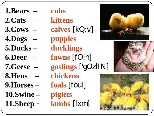Bears – Cats – Cows – Dogs – Ducks – Deer – Geese – Hens – Horses – Swine – Sheep - cubs kittens calves [kQ:v] puppies ducklings fawns [fO:n] goslings ['gOzlIN] chickens foals [foul] piglets lambs [lxm]
