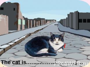The cat is.…....……………………the street.