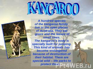 KANGAROO A hundred species of the kangaroo family live in the open places of Aus