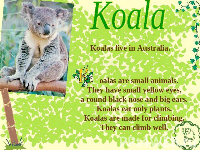Koala Koalas live in Australia. oalas are small animals. They have small yellow eyes, a round black nose and big ears. Koalas eat only plants. Koalas are made for climbing. They can climb well.