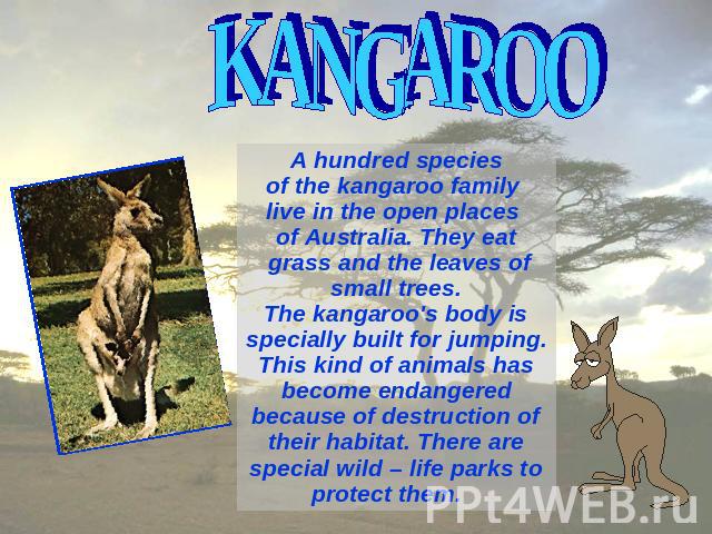 KANGAROO A hundred species of the kangaroo family live in the open places of Australia. They eat grass and the leaves of small trees. The kangaroo's body is specially built for jumping. This kind of animals has become endangered because of destructi…