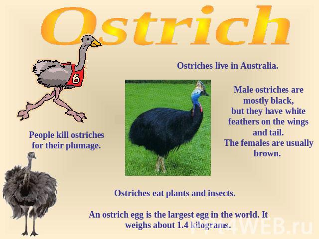Ostrich Ostriches live in Australia. People kill ostriches for their plumage. Male ostriches are mostly black, but they have white feathers on the wings and tail. The females are usually brown. Ostriches eat plants and insects. An ostrich egg is the…