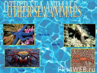 OTHER SEA ANIMALS sea star turtle crab cancer