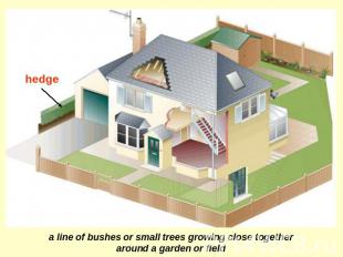 hedge a line of bushes or small trees growing close together around a garden or