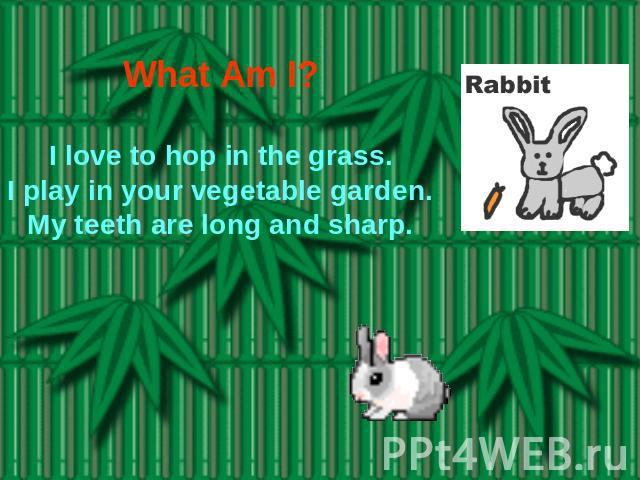What Am I? I love to hop in the grass.I play in your vegetable garden.My teeth are long and sharp.