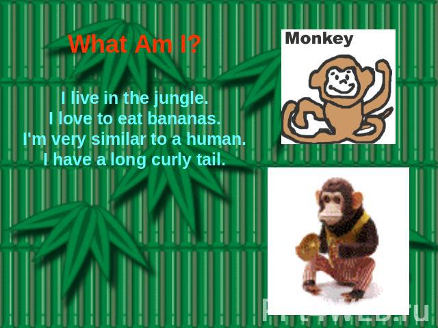 What Am I? I live in the jungle.I love to eat bananas.I'm very similar to a human.I have a long curly tail.