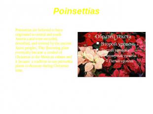 Poinsettias Poinsettias are believed to have originated in central and south Ame
