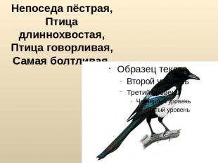 Непоседа пёстрая, Птица длиннохвостая, Птица говорливая, Самая болтливая.