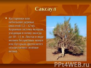 Саксаул Кустарники или небольшие деревья (высотой 1,5 - 12 м). Корневая система