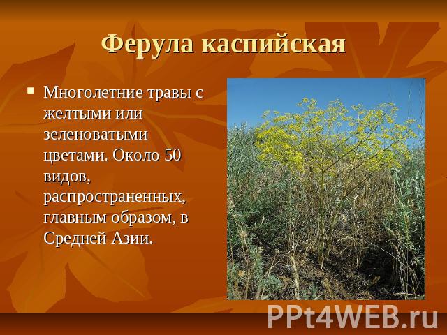 Ферула каспийская Многолетние травы с желтыми или зеленоватыми цветами. Около 50 видов, распространенных, главным образом, в Средней Азии.