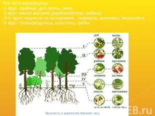 Эти леса многоярусны: Эти леса многоярусны: -1 ярус- хвойные ,дуб, ясень, липа.