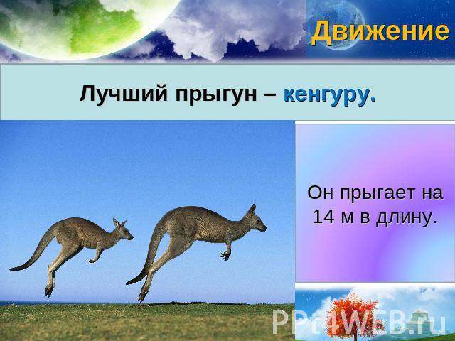 движение Лучший прыгун – кенгуру. Он прыгает на 14 м в длину.