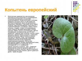 Копытень европейский Многолетнее травянистое, вечнозеленое растение до 30 см выс