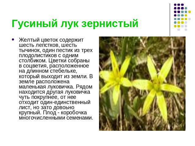 Гусиный лук зернистый Желтый цветок содержит шесть лепстков, шесть тычинок, один пестик из трех плодолистиков с одним столбиком. Цветки собраны в соцветия, расположенное на длинном стебельке, который выходит из земли. В земле расположена маленькая л…