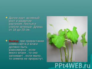 Далее идет активный рост и развитие растения. Листья и стебли зеленые. Длина от