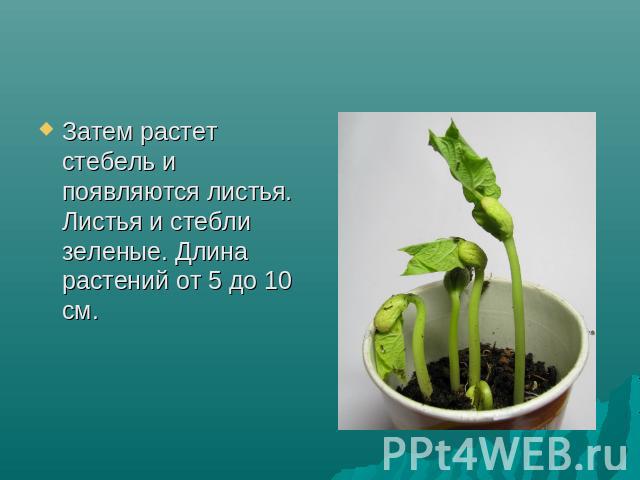 Затем растет стебель и появляются листья. Листья и стебли зеленые. Длина растений от 5 до 10 см. Затем растет стебель и появляются листья. Листья и стебли зеленые. Длина растений от 5 до 10 см.