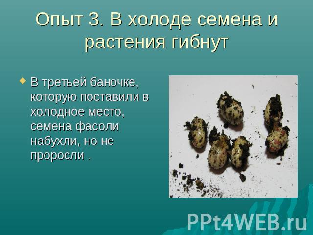 Опыт 3. В холоде семена и растения гибнут В третьей баночке, которую поставили в холодное место, семена фасоли набухли, но не проросли .