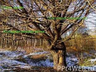 Старое дерево Облетевший озябший листХолодная мокрая ветка