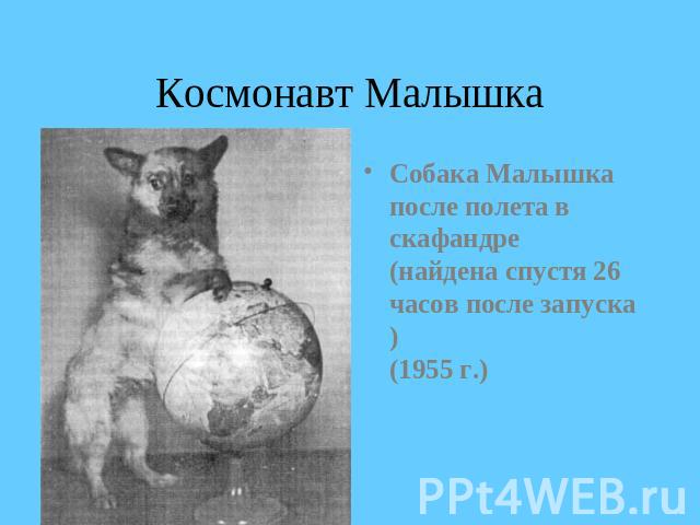 Космонавт Малышка Собака Малышка после полета в скафандре (найдена спустя 26 часов после запуска)(1955 г.) 
