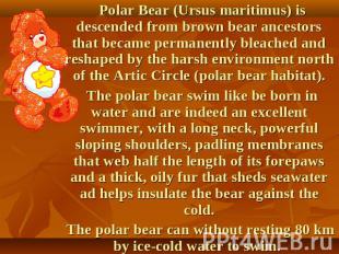 Polar Bear (Ursus maritimus) is descended from brown bear ancestors that became
