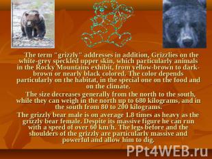 The term "grizzly" addresses in addition, Grizzlies on the white-grey speckled u