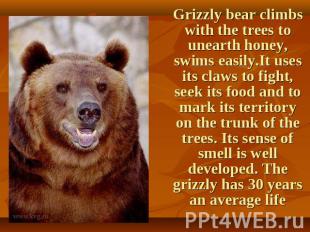 Grizzly bear climbs with the trees to unearth honey, swims easily.It uses its cl