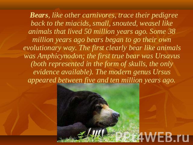 Bears, like other carnivores, trace their pedigree back to the miacids, small, snouted, weasel like animals that lived 50 million years ago. Some 38 million years ago bears began to go their own evolutionary way. The first clearly bear like animals …