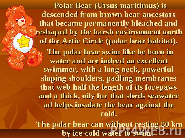 Polar Bear (Ursus maritimus) is descended from brown bear ancestors that became permanently bleached and reshaped by the harsh environment north of the Artic Circle (polar bear habitat). The polar bear swim like be born in water and are indeed an ex…
